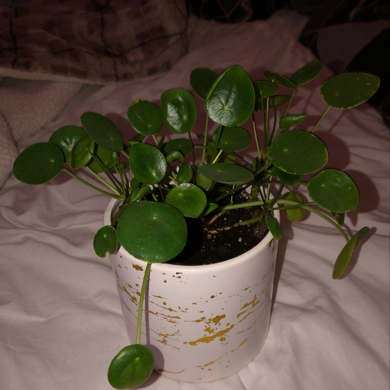 Photo of the plant species Cup-and-Saucer Vine by Brianna named Hector on Greg, the plant care app
