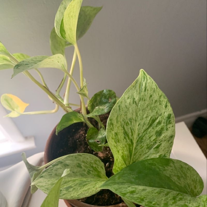 Photo of the plant species Platinum Alocasia by Maggie named Maya on Greg, the plant care app