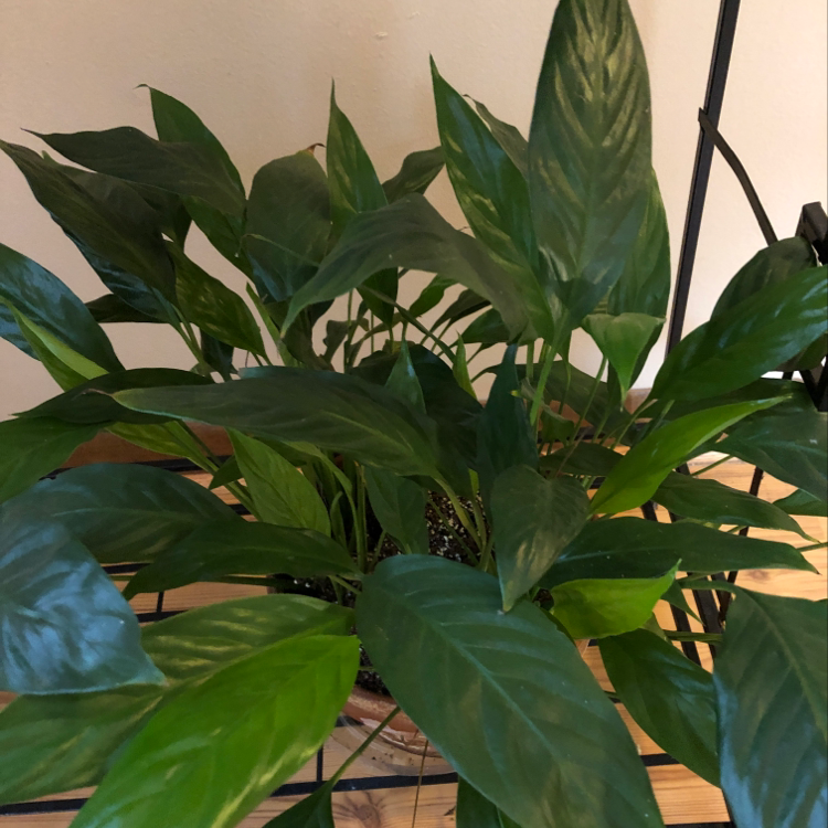 Peace Lily plant photo by @BeeBalm named Kim on Greg, the plant care app.
