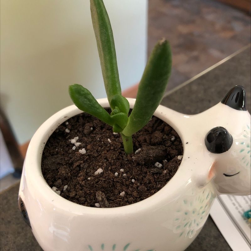 Photo of the plant species Crasusula buddha's temple by Emily named Your plant on Greg, the plant care app