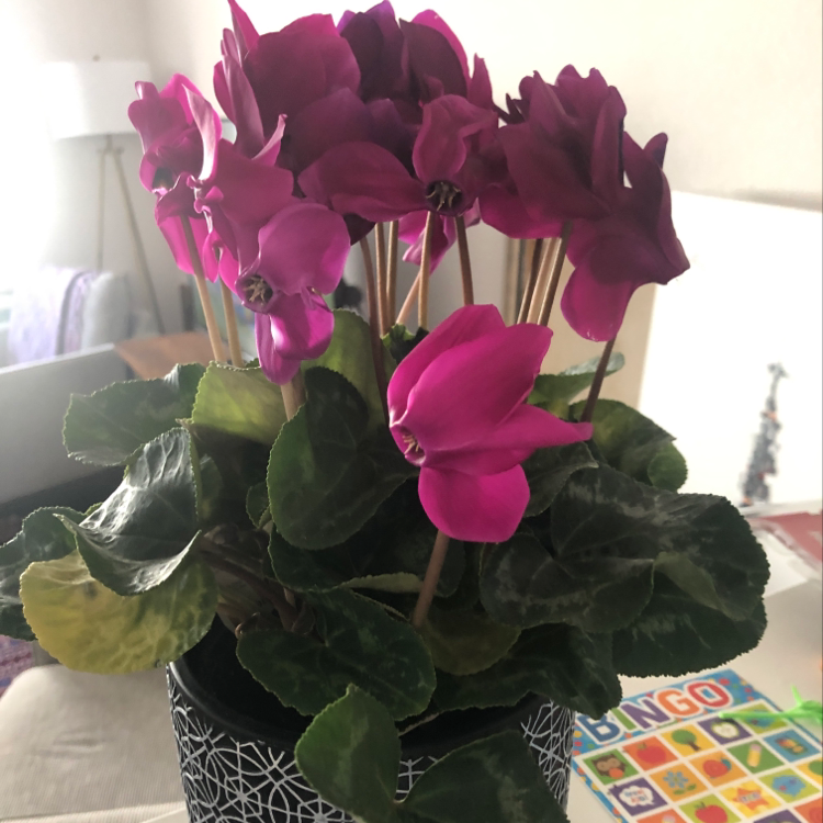 Healthy Persian Cyclamen with vibrant pink flowers and green heart-shaped leaves in a geometric patterned pot.