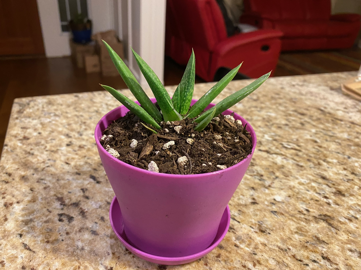 Healthy Ox Tongue succulent plant with glossy green pointed leaves growing in a small purple plastic pot on a countertop.