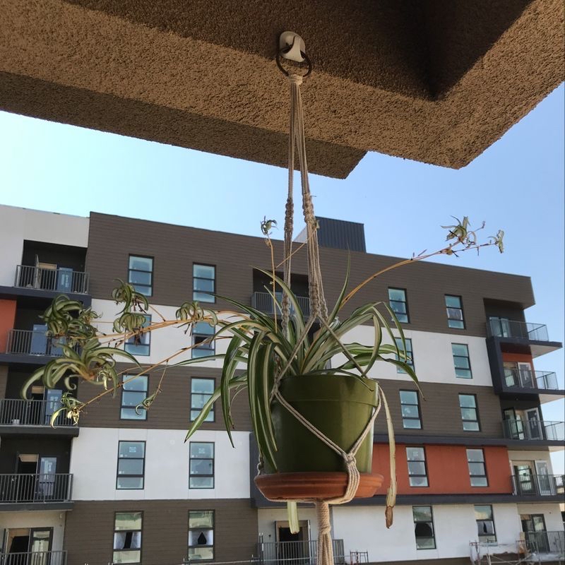 Variegated Spider Plant in a hanging pot with a building in the background.