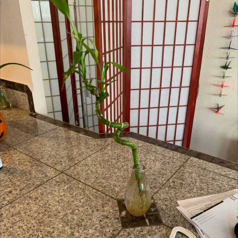 Lucky Bamboo plant photo by @maiyawinter named Dango Daikazoku on Greg, the plant care app.