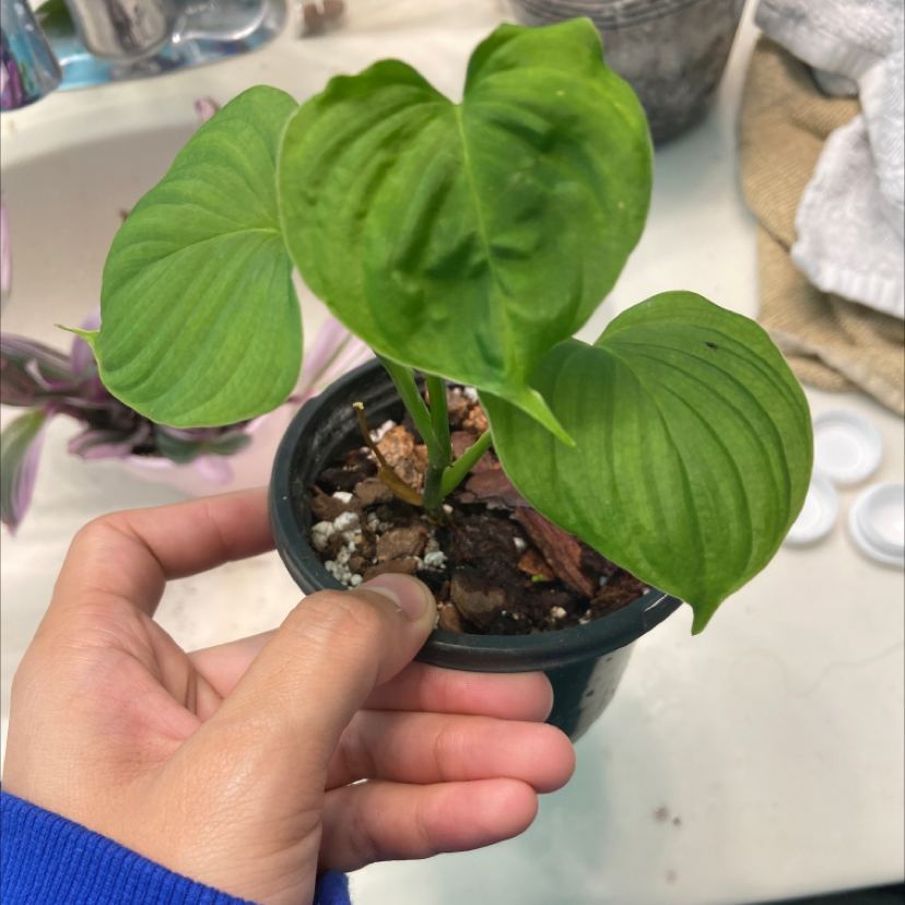 Healthy green Chinese Taro plant in a small pot, being held to show the root system and prepared for repotting.