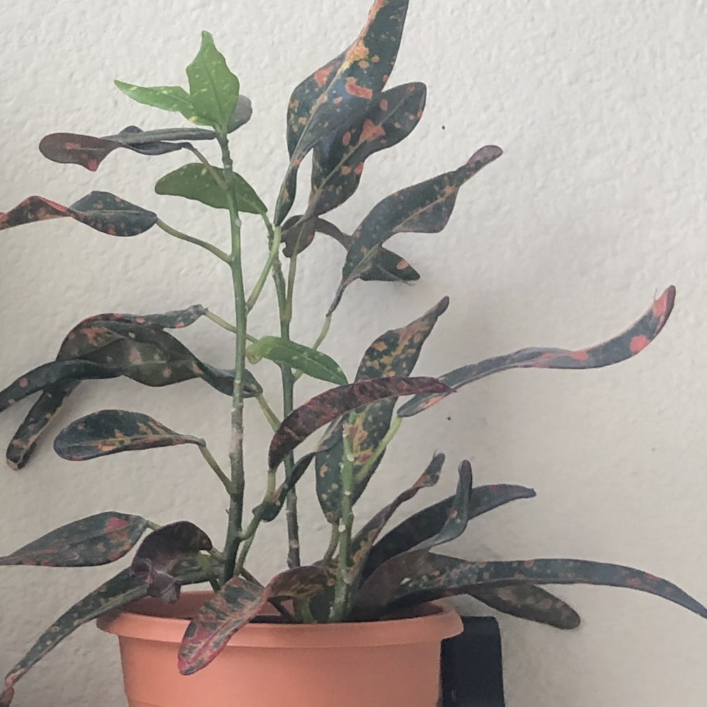 A potted Croton 'Petra' plant with colorful mottled leaves in shades of green, red, orange and yellow. The plant appears healthy overall with some minor yellowing on lower leaves.