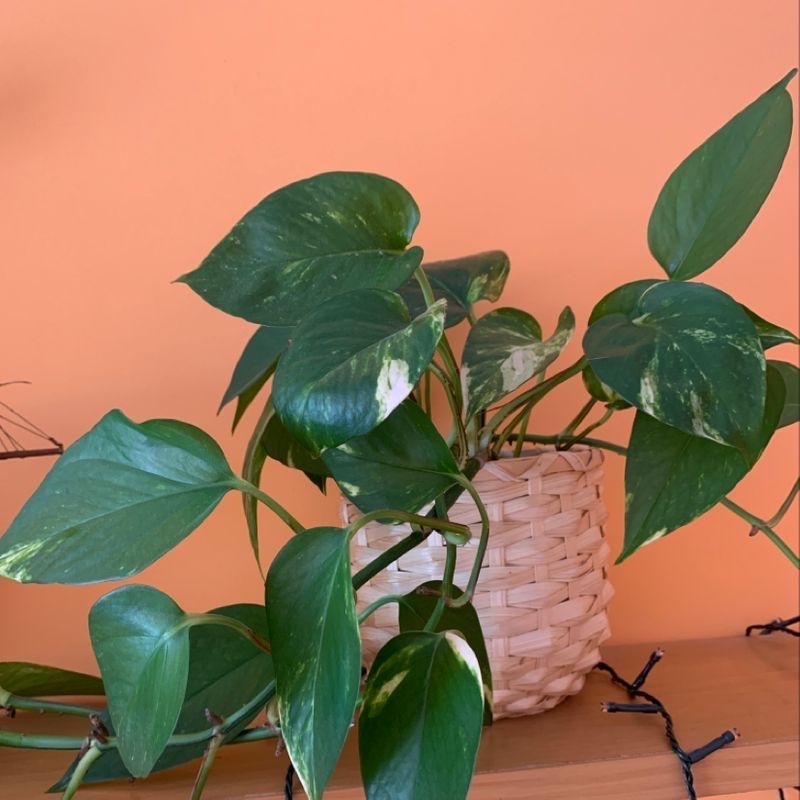 Healthy and vibrant Jade Pothos plant with lush green variegated leaves in a woven basket, against a coral background.