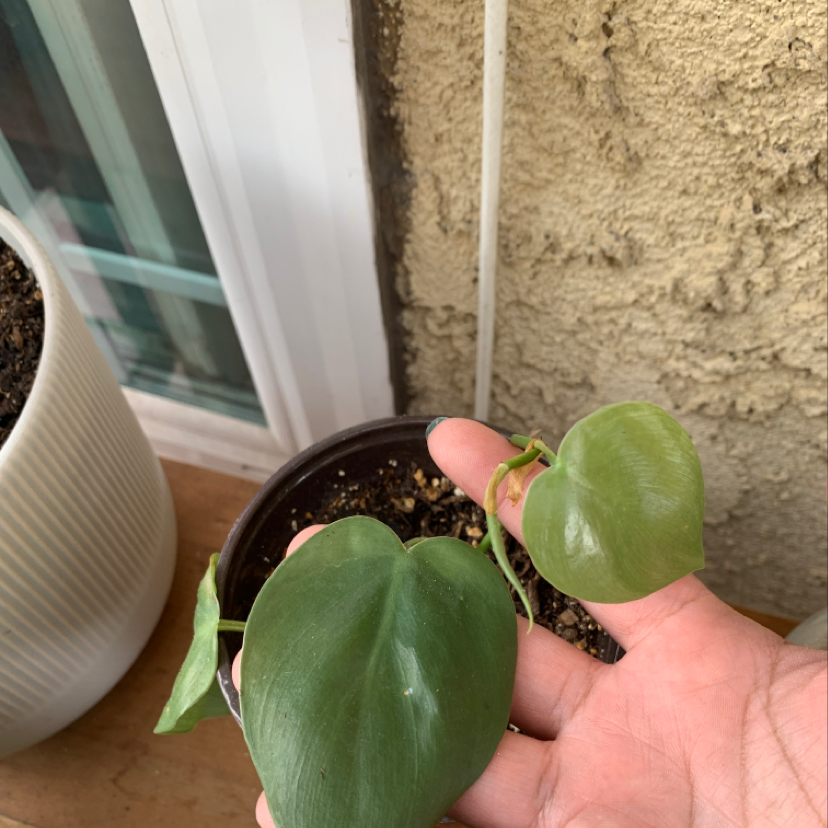 A hand holding a small, healthy Heartleaf Philodendron plant with two vibrant green, heart-shaped leaves in a terracotta pot.