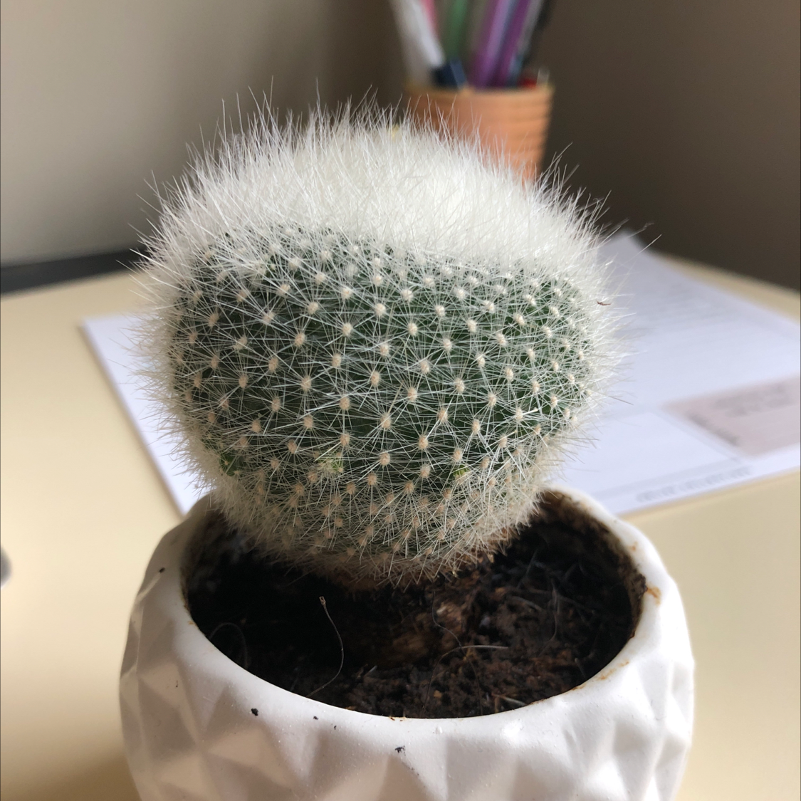 Mammillaria Haageana cactus in a white pot with visible soil, well-framed and in focus.