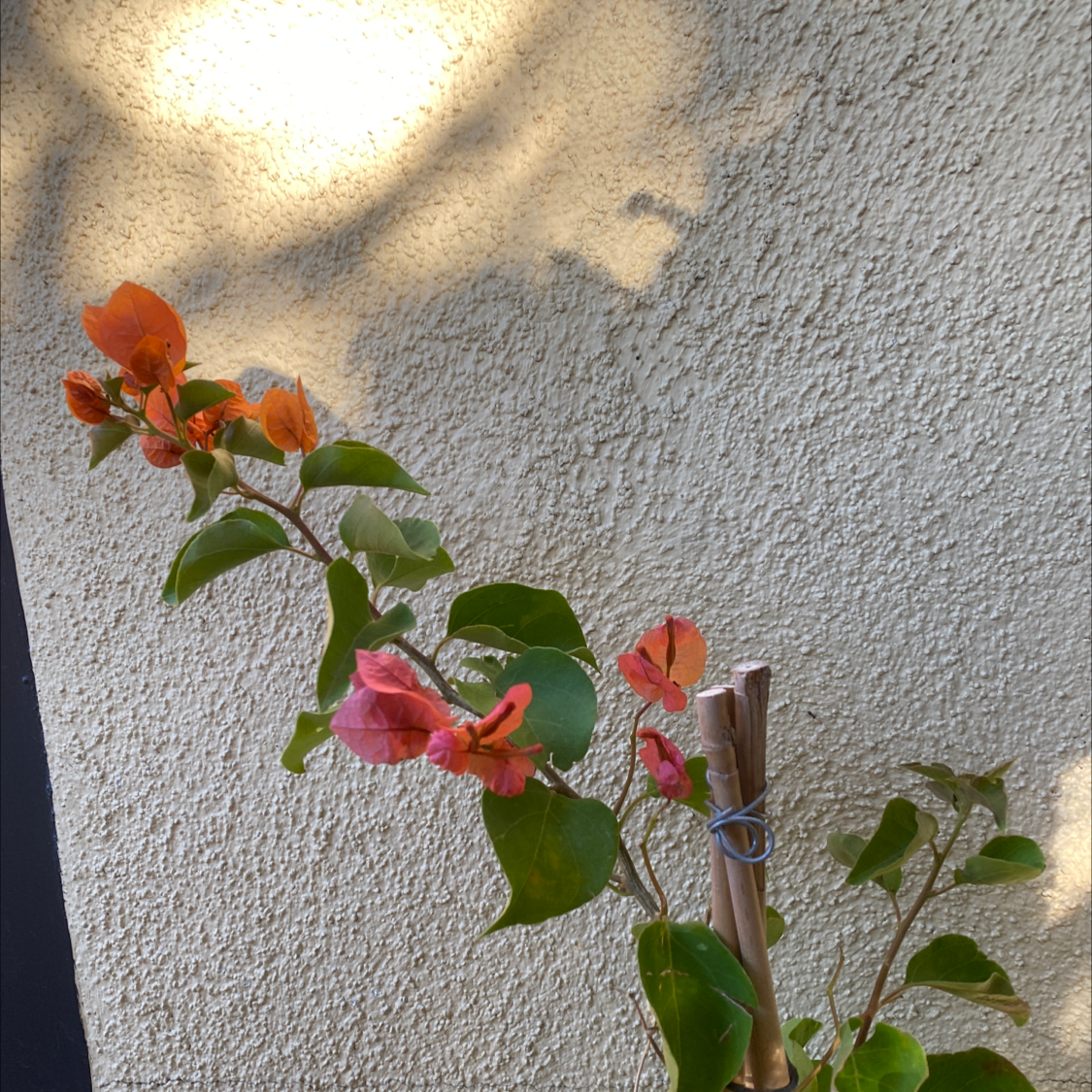 Bougainvillea plant with vibrant pink and orange bracts against a textured wall.