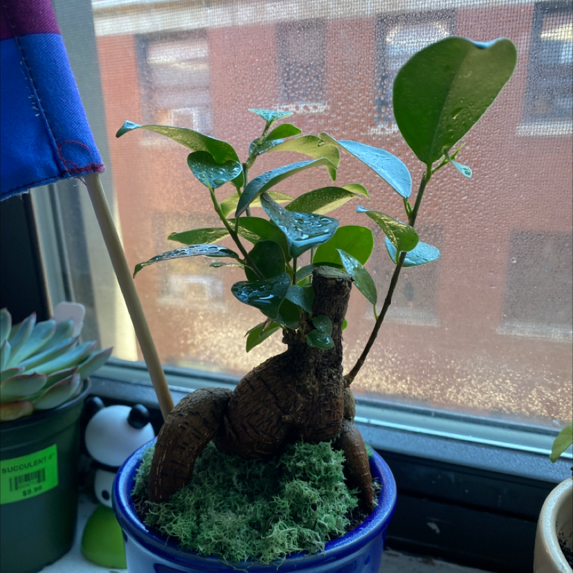 Healthy variegated Ficus Ginseng bonsai plant in blue ceramic pot on window sill, with twisted trunk and green leaves.
