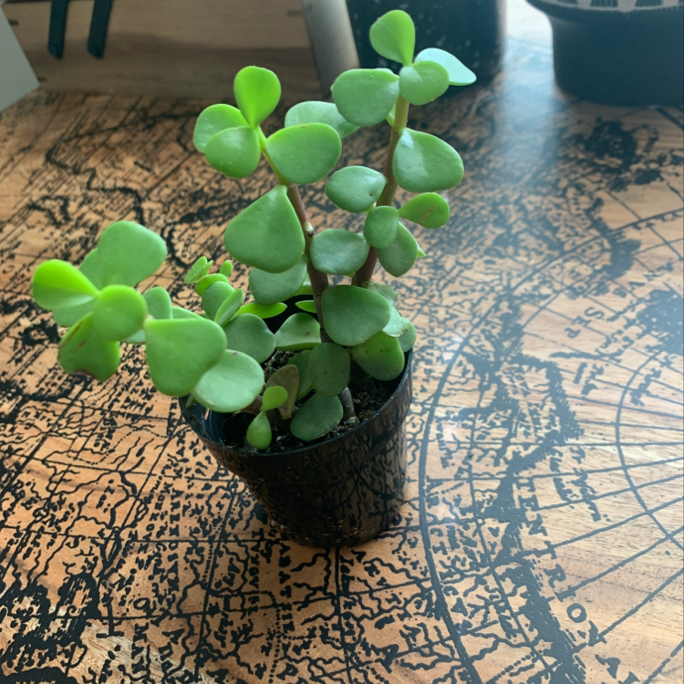 Healthy Elephant Bush plant in a black pot on a patterned surface.