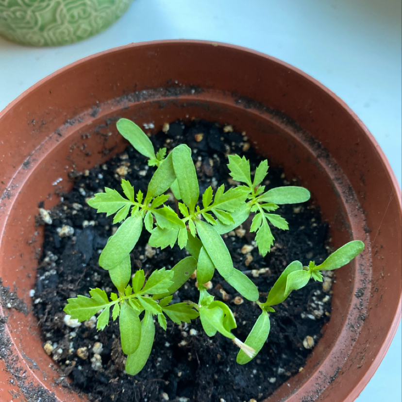 Young African Marigold plant in a small pot with visible soil.