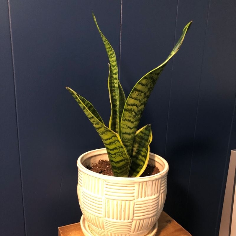 signs snake plant needs water