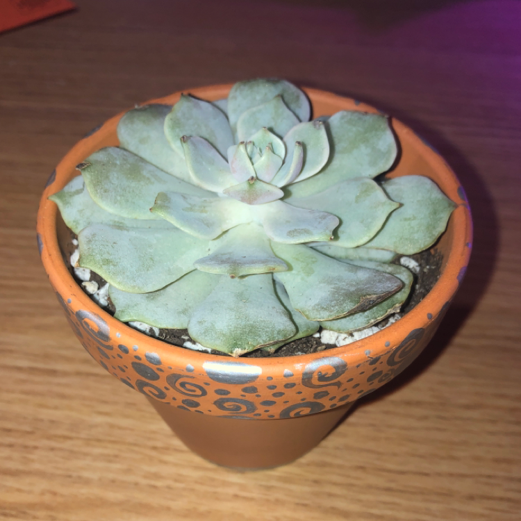 Echeveria 'Fleur Blanc' plant photo by @hanahnovotny named Echeveria fleur blanc on Greg, the plant care app.