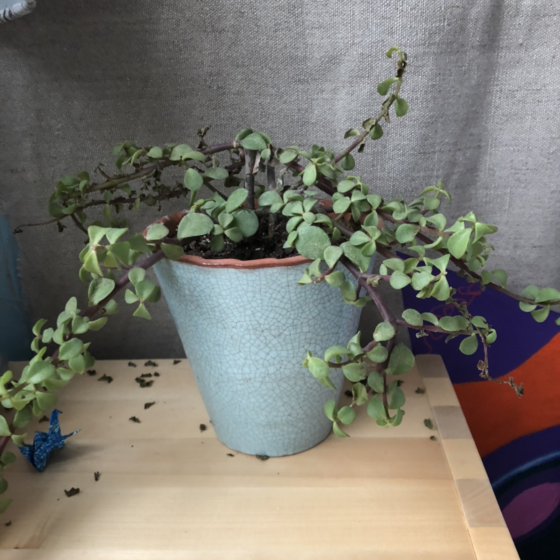 Elephant Bush (Portulacaria afra) in a pot with some leaves showing discoloration and possible wilting.