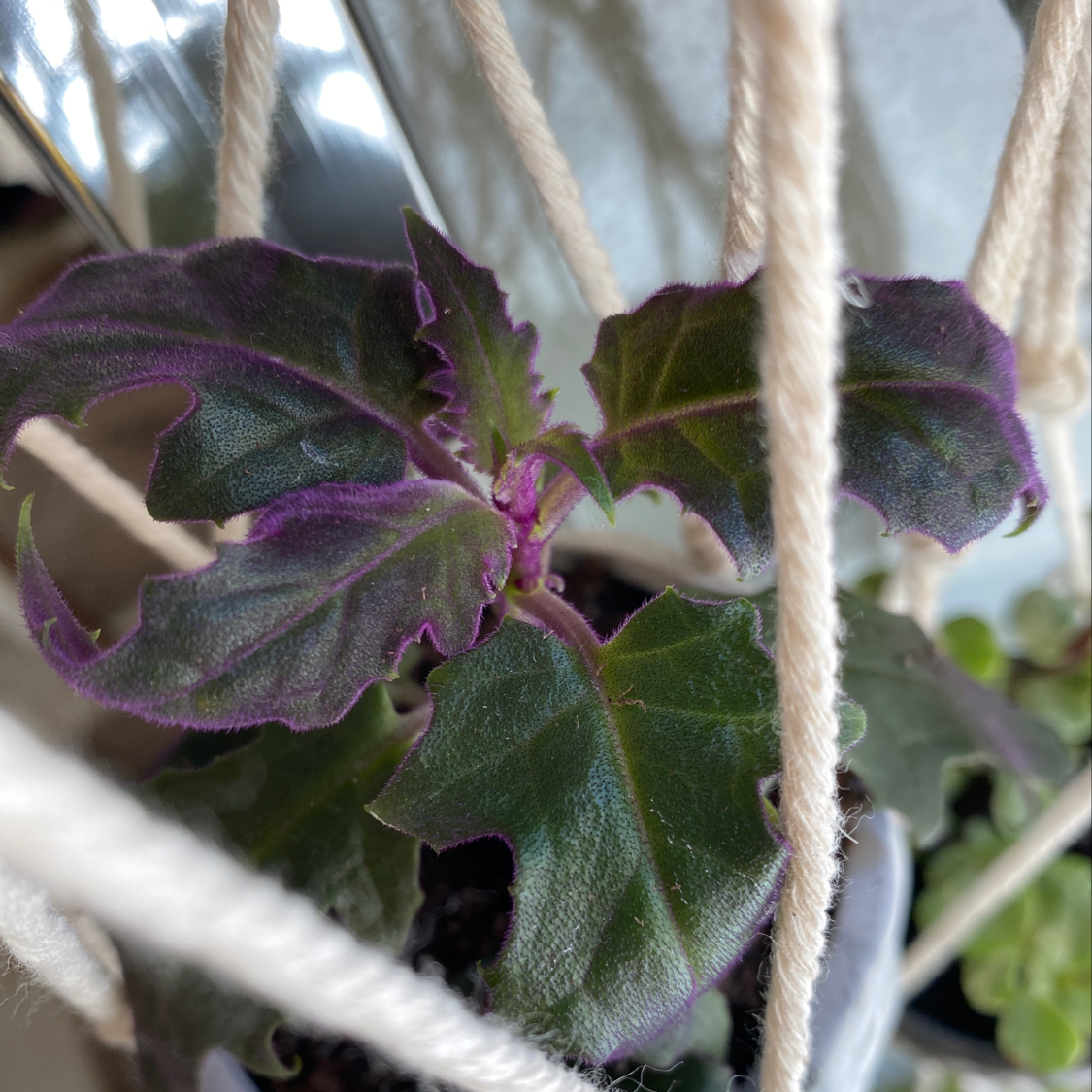 Purple Velvet Plant with dark green leaves and purple edges in a hanging pot.