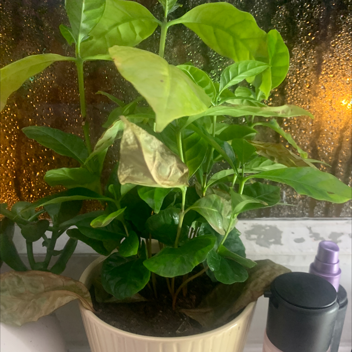 Healthy potted Arabian coffee plant with large, glossy green leaves. A purple spray bottle is visible next to the plant.