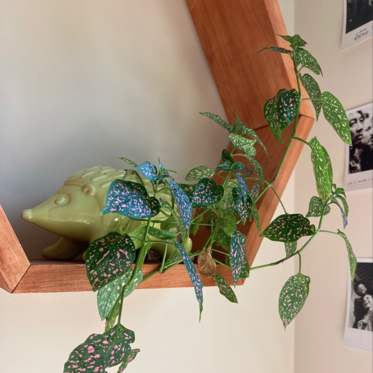 Healthy polka dot plant with vibrant spotted leaves growing in a small ceramic animal planter, likely a frog or toad.
