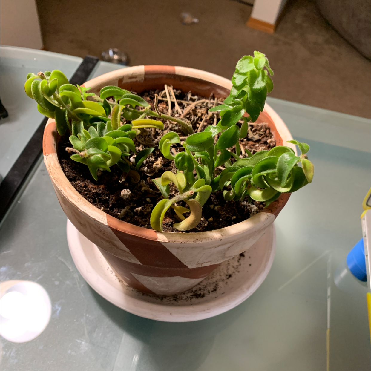 Potted Lipstick Vine with curling leaves on a glass surface indoors.