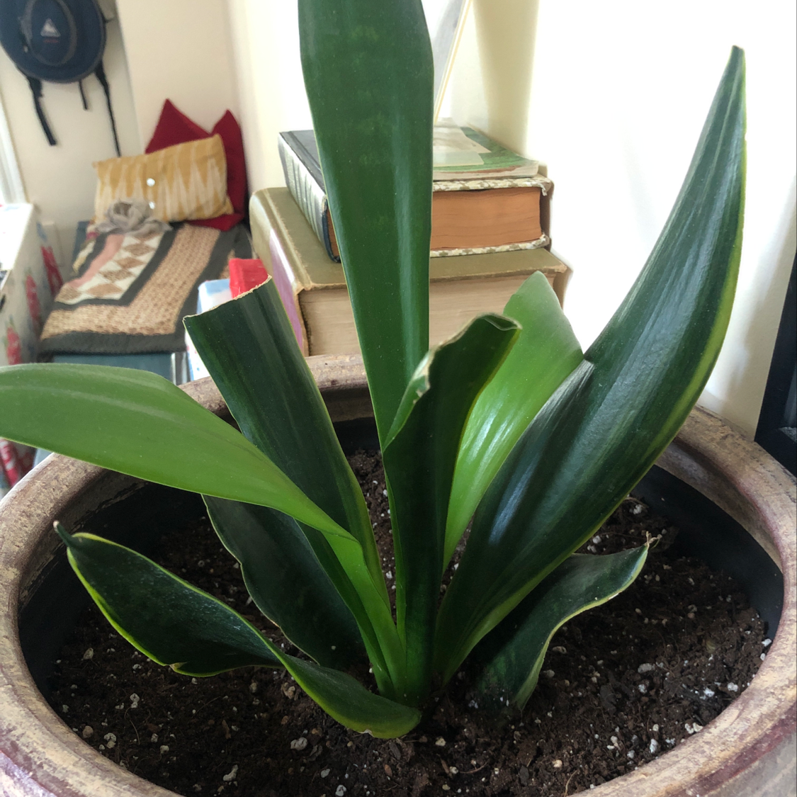 Potted Bush Lily with broad, dark green leaves and visible soil.