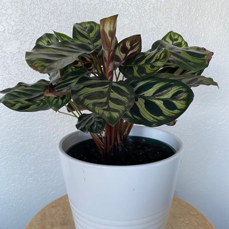 Potted Cathedral Windows plant with distinctively patterned leaves.