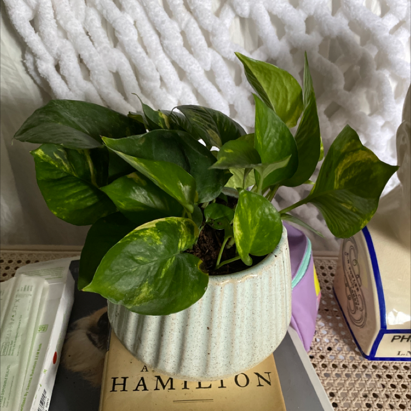 Plant care for Skip on Greg, the plant care app