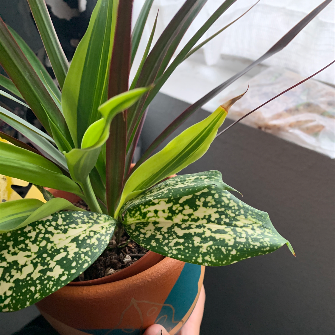 Photo of the plant species Gold Dust Dracaena by @krazykellster named Aidan on Greg, the plant care app