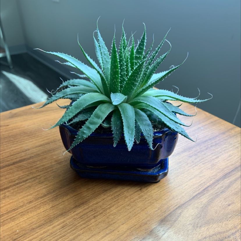Healthy zebra plant in blue pot with striped green and white leaves in dense rosette shape on light wood surface.