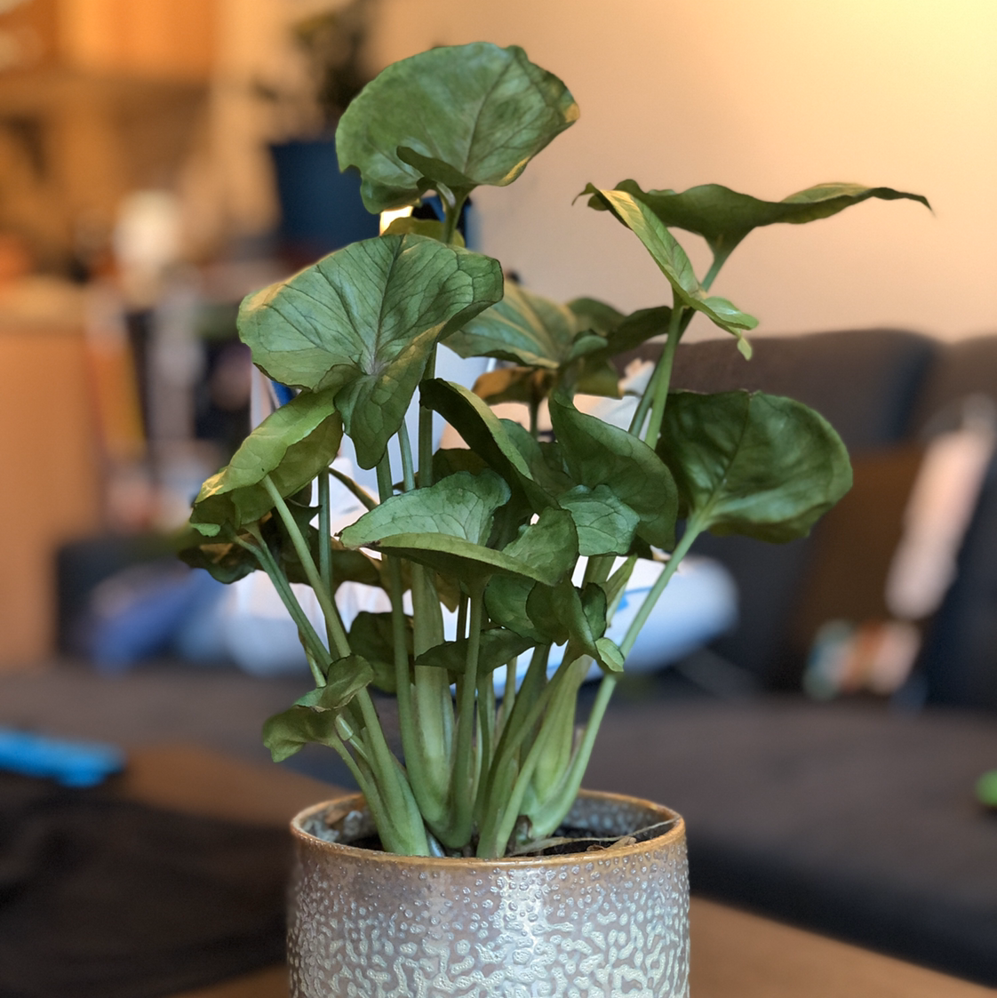 A healthy, mature arrowhead plant with glossy green arrow-shaped leaves in a decorative ceramic pot.
