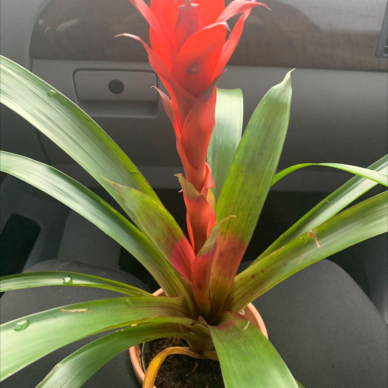 Healthy red bromeliad plant Guzmania lingulata with long green leaves and bright red central flowering spike, no damage visible.