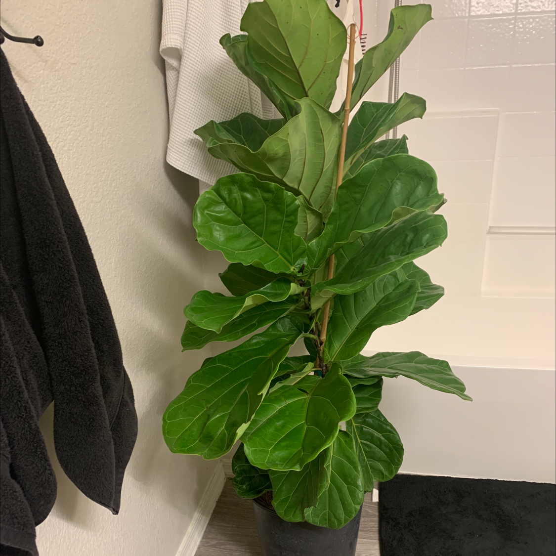 Fiddle Leaf Fig plant with large green leaves in a black pot indoors.