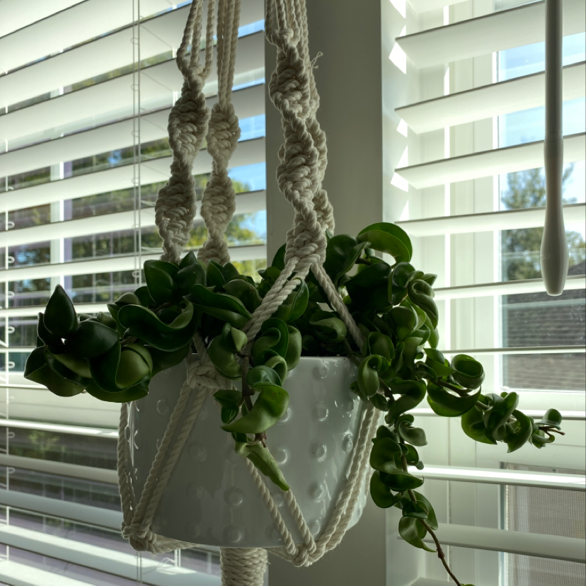 Hoya carnosa 'Compacta' plant in a hanging pot near a window with blinds.