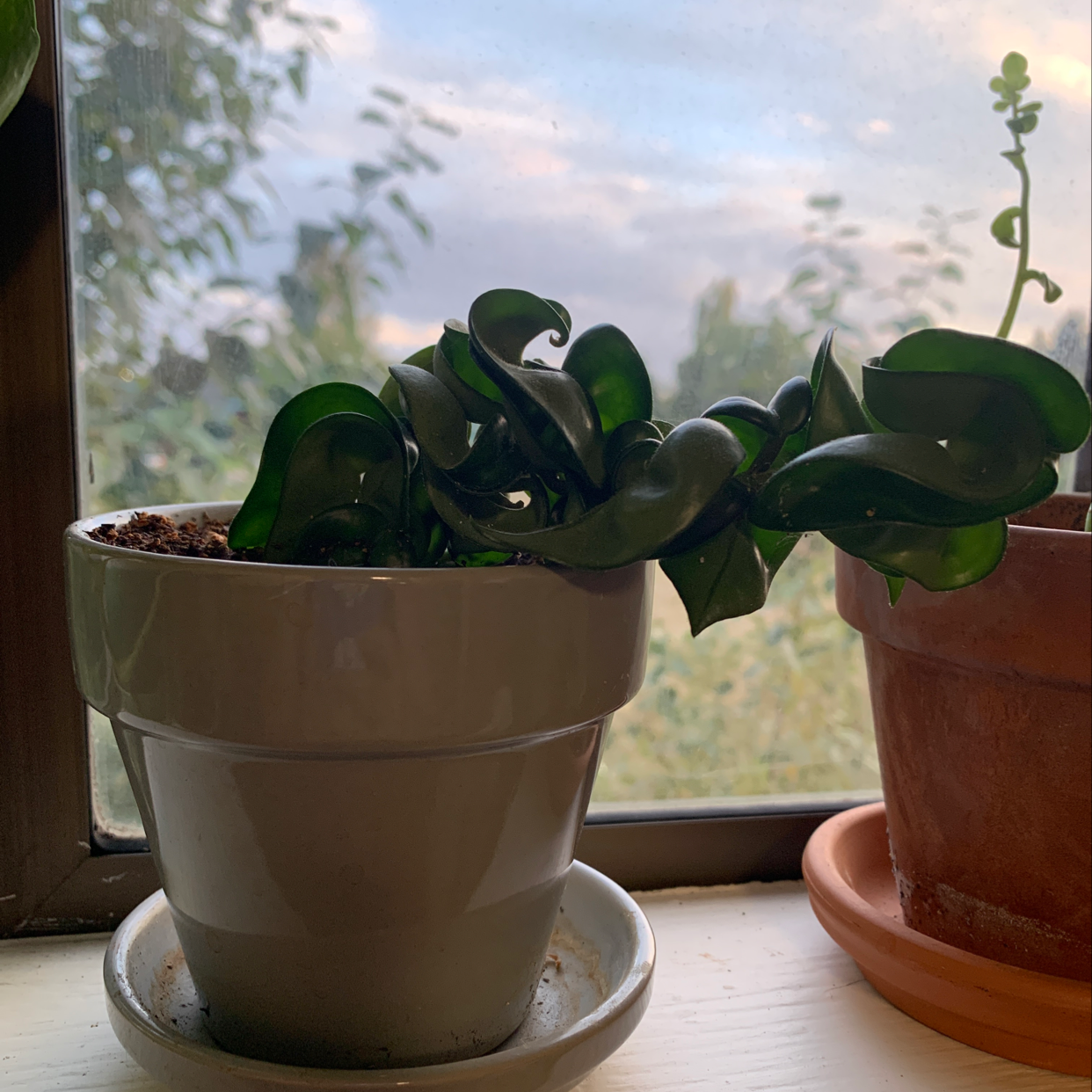 Hoya carnosa 'Compacta' plant in a white pot on a windowsill with another plant in the background.