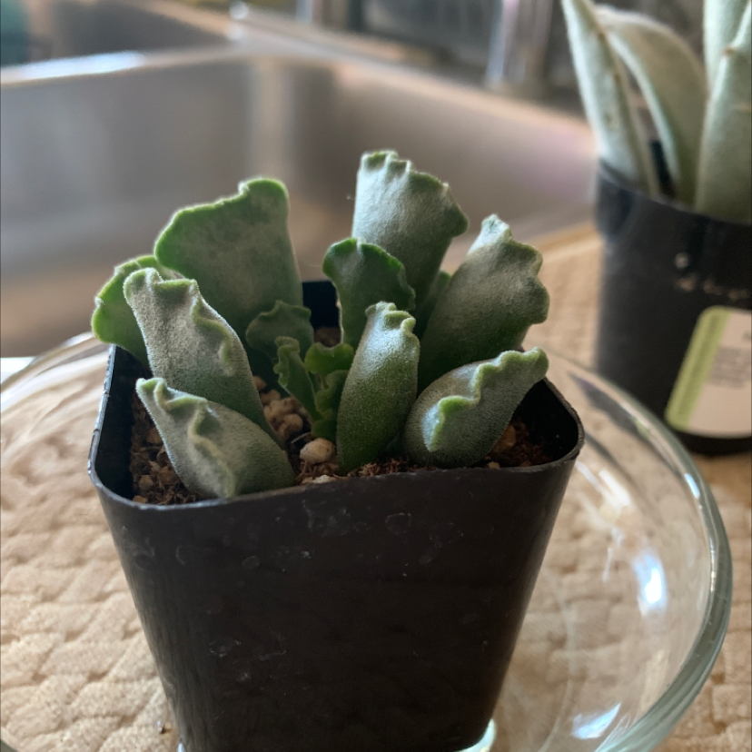 Pillow Feet Crinkle Leaf Plant in a small black pot with healthy green leaves.