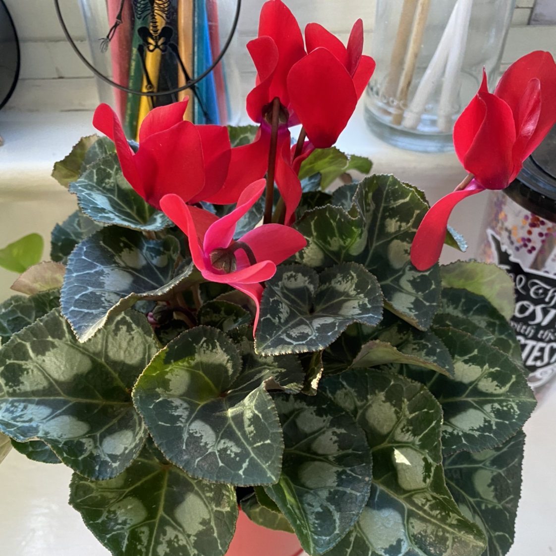 A thriving Persian Cyclamen plant with vibrant red flowers and lush green leaves with silver marbling, in a decorative ceramic pot.