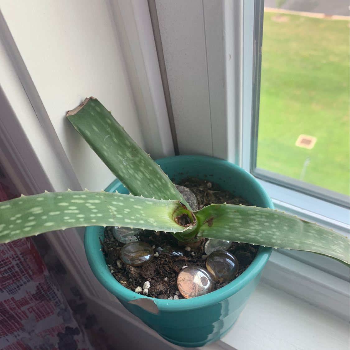 Unhealthy aloe vera plant with yellowing and browning leaves in a teal pot on a windowsill.
