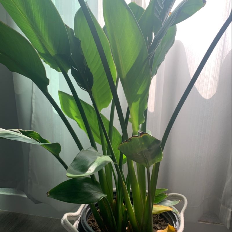 Photo of the plant species Colorado Tree by Shefe named Reginae on Greg, the plant care app