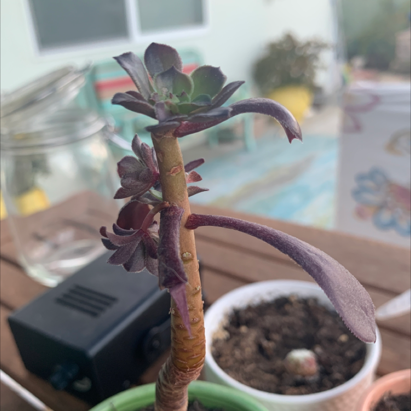 Tree Aeonium plant with drooping, discolored leaves and visible soil in the background.