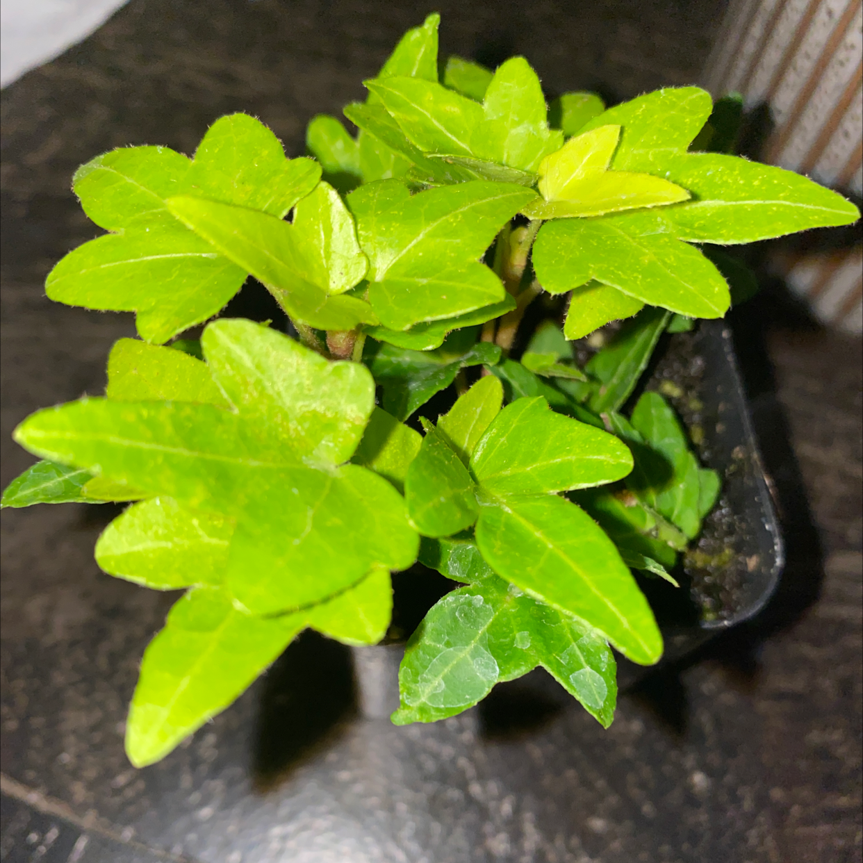 Close-up of healthy potted English Ivy plant with bright green lobed leaves, no signs of discoloration or disease.