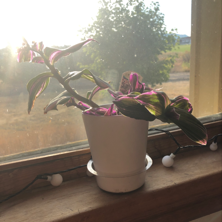 Healthy Ti plant with vibrant pink and green variegated leaves in a white pot on a window sill.