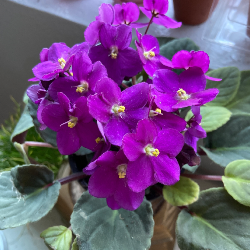 African Violet with vibrant purple flowers and healthy green leaves.