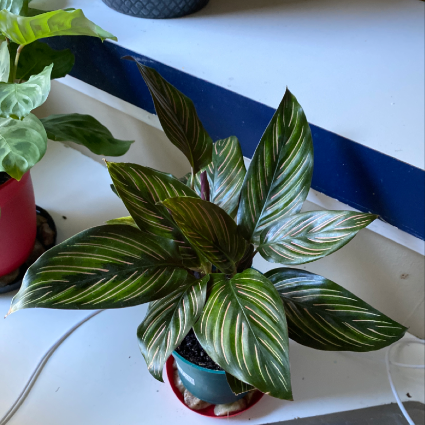 Photo of the plant species Fig Chicago Hardy by Alea named Gomez on Greg, the plant care app