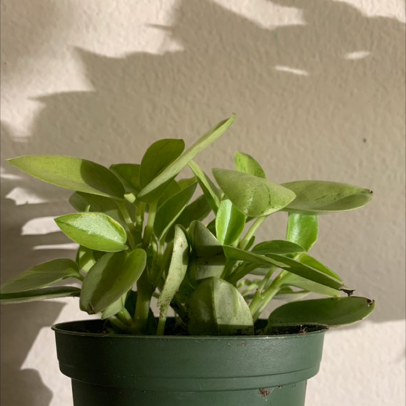 Teardrop Peperomia plant in a green pot with healthy green leaves.