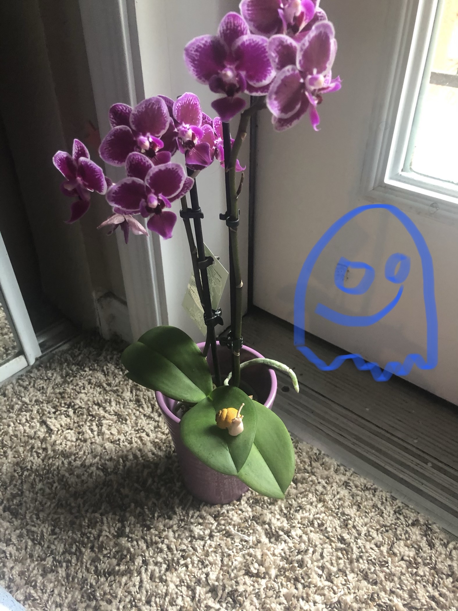 Phalaenopsis Orchid plant photo by @Mm1995 named Persephone on Greg, the plant care app.