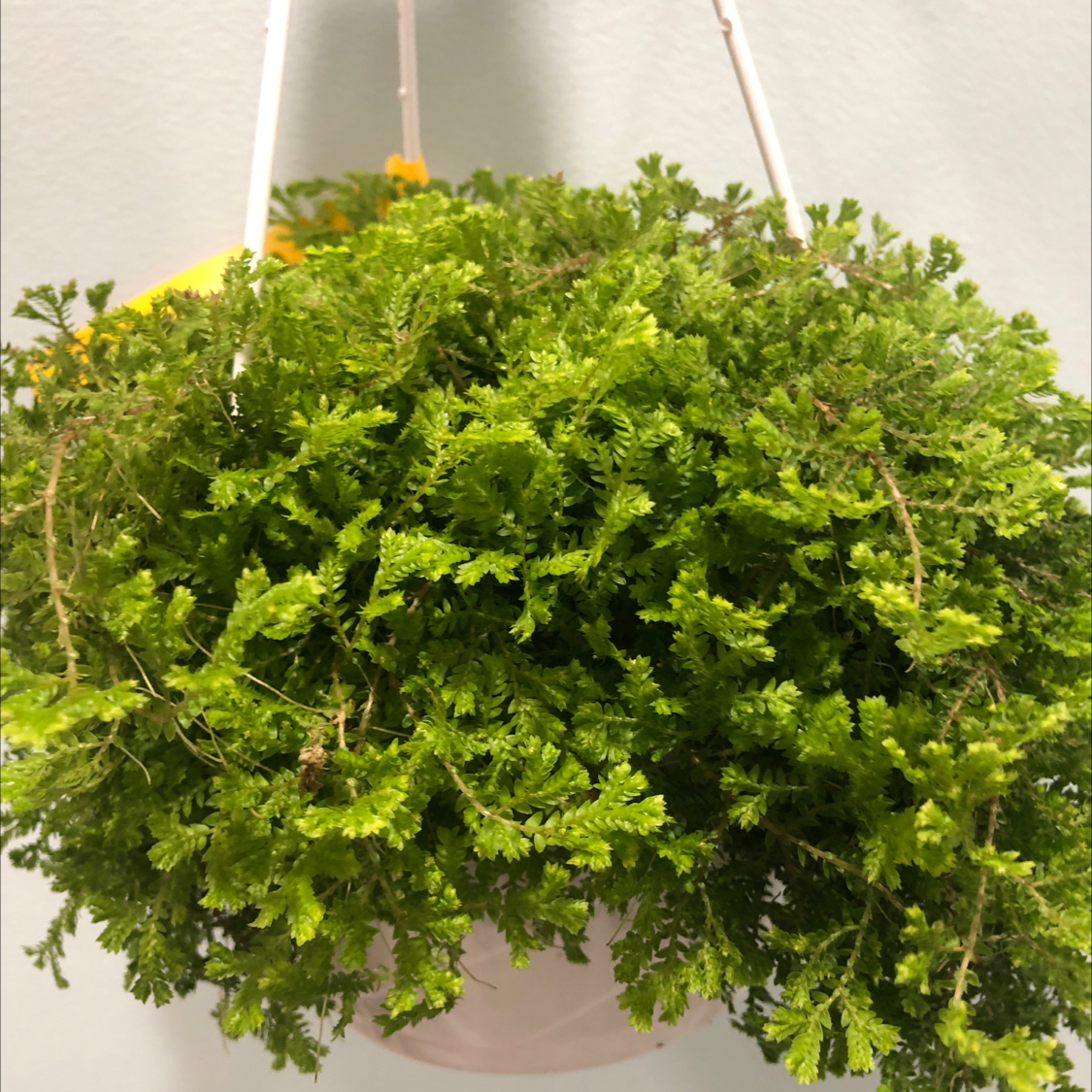Lush, healthy hanging basket of Club Moss with dense, vibrant green fern-like foliage. No signs of disease or poor health.