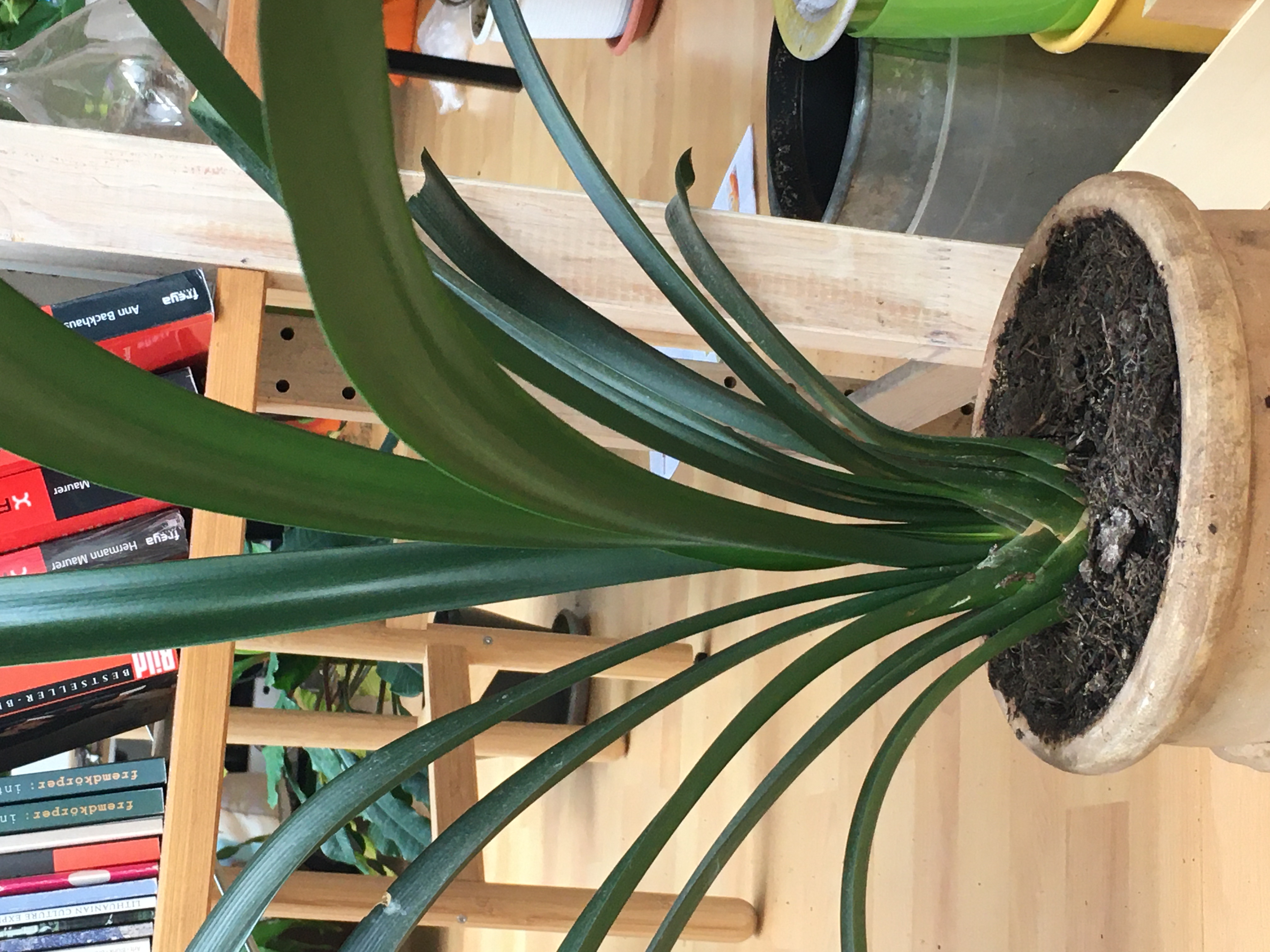 Photo of the plant species Italian Blubell by Brigita named Clivia on Greg, the plant care app