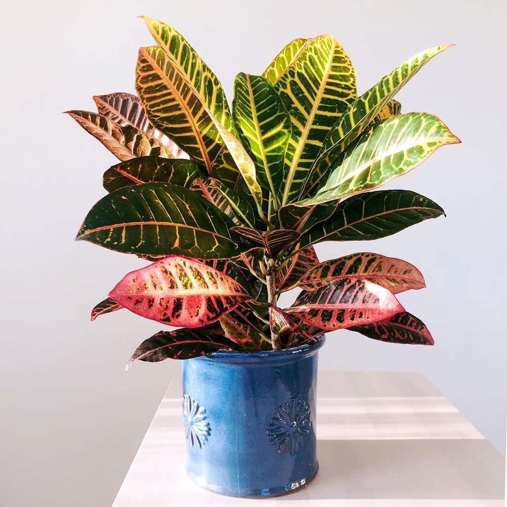 Photo of the plant species Croton 'Petra' on Greg, the plant care app
