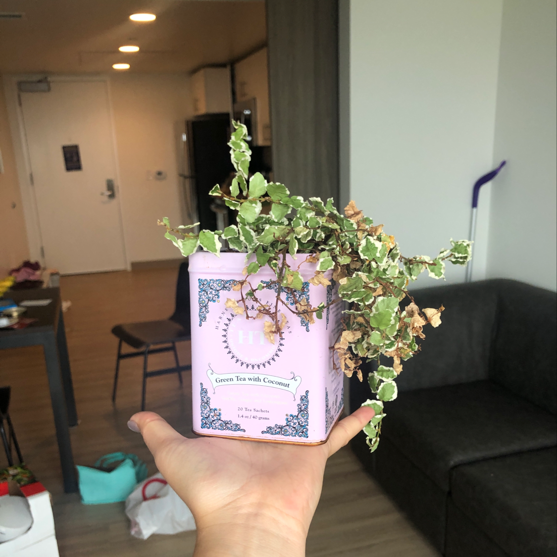 A hand holding a thriving Creeping Fig plant with lush green foliage, showcasing excellent plant health and care.
