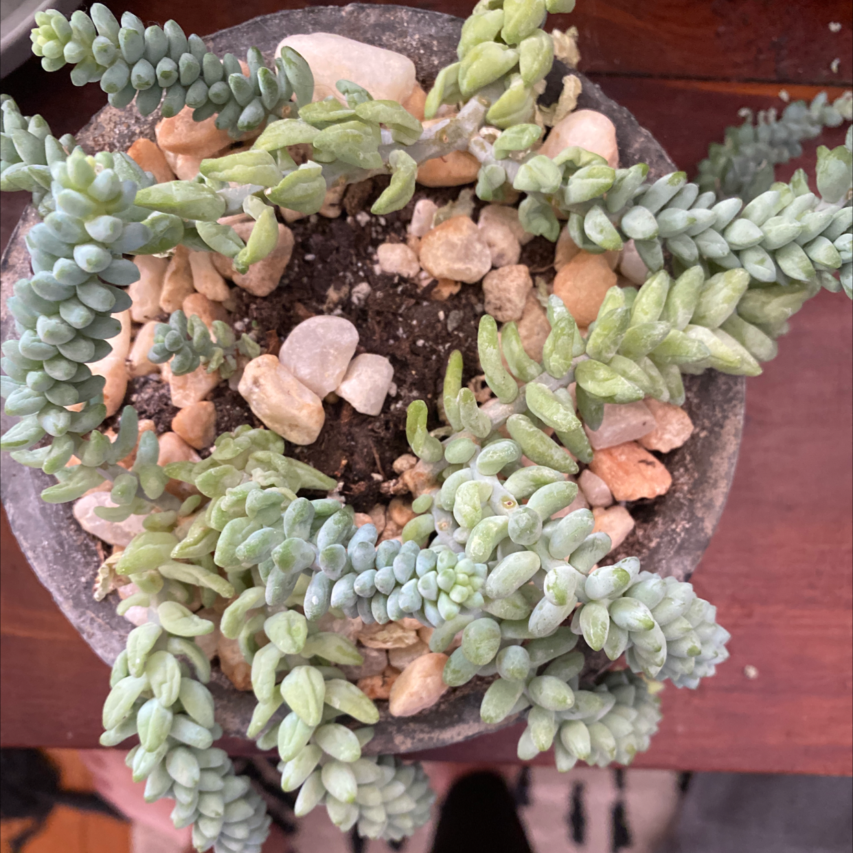 Healthy potted Burro's Tail succulent plant with long trailing blue-green stems and plump cylindrical leaves in a gray pot.